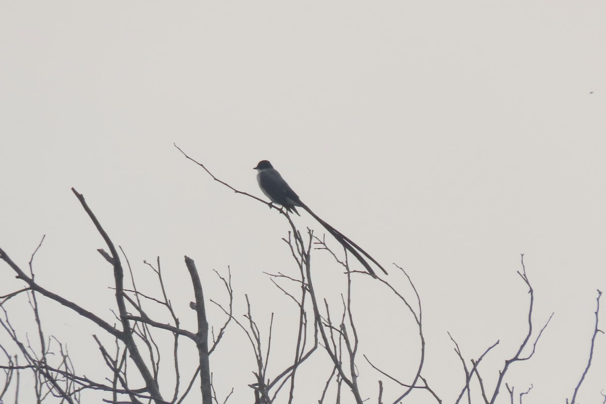 Fork-tailed Flycatcher - ML641915541