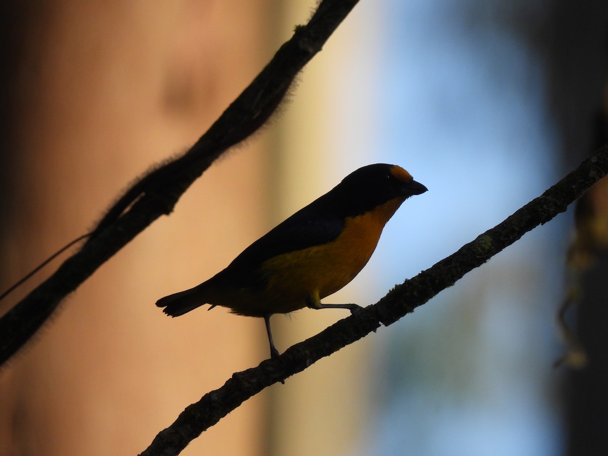 Violaceous Euphonia - ML641915547