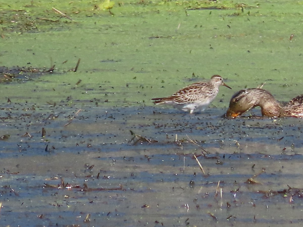 jespák skvrnitý - ML641915575