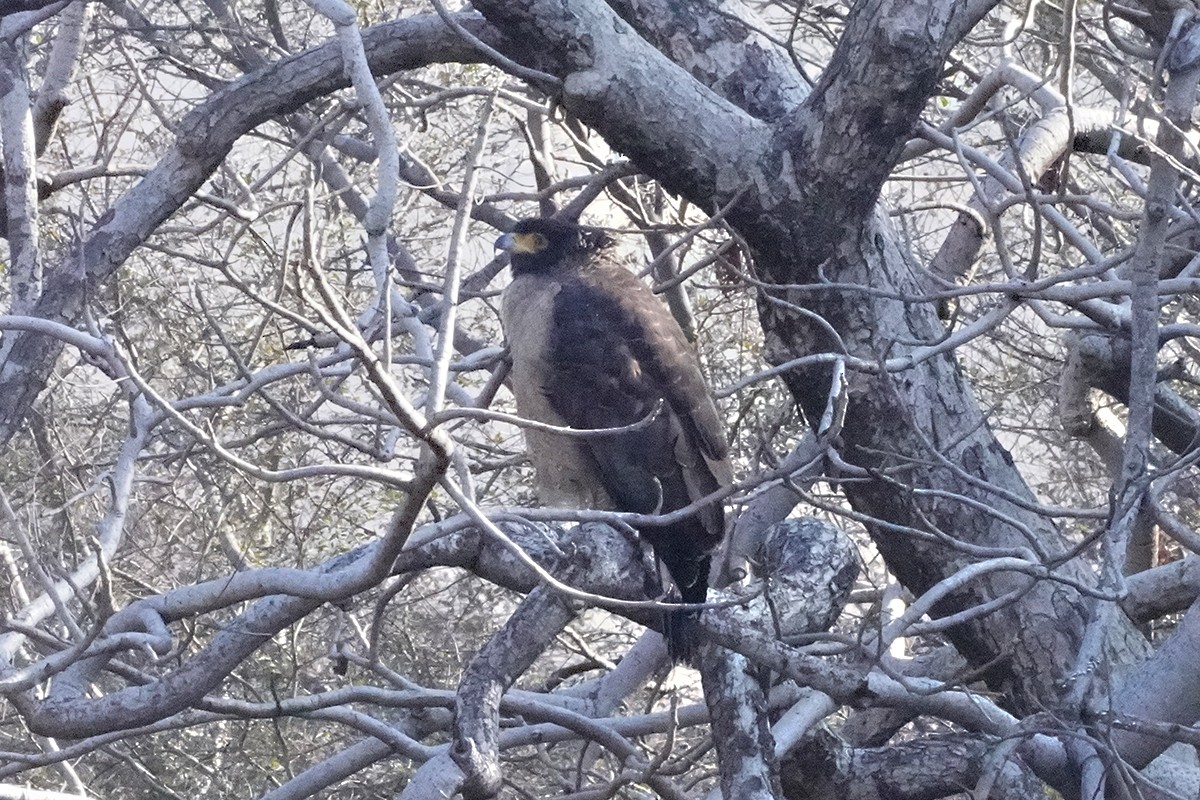 Crested Serpent-Eagle - ML641915579