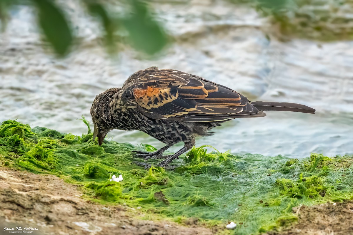 Red-winged Blackbird - ML641915583
