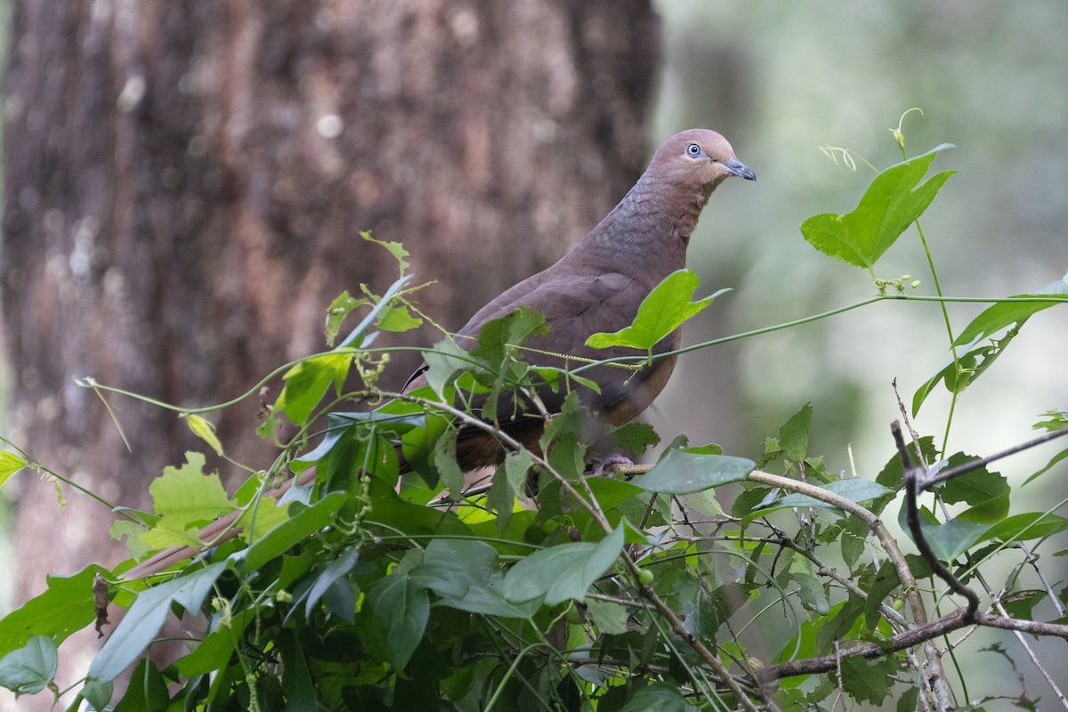 Brown Cuckoo-Dove - ML641915584