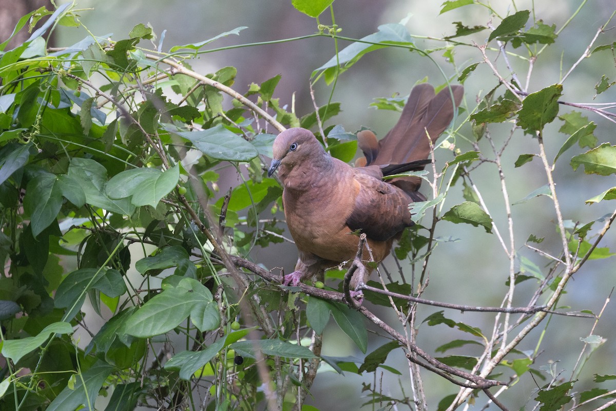 Brown Cuckoo-Dove - ML641915585