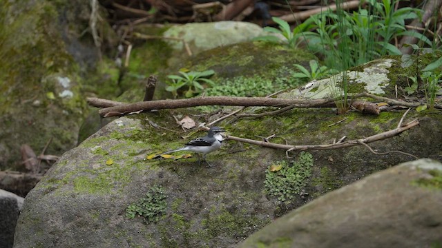 Mountain Wagtail - ML641915595
