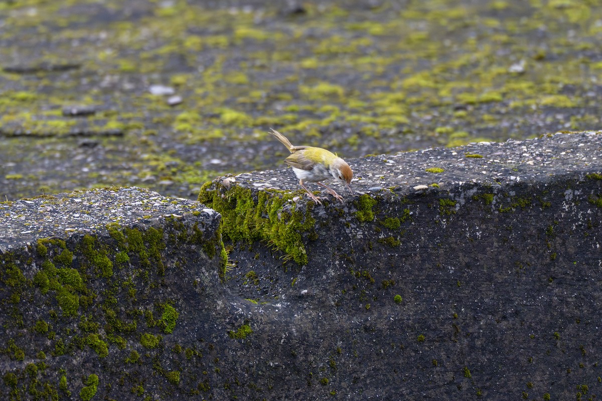 Common Tailorbird - ML641915604