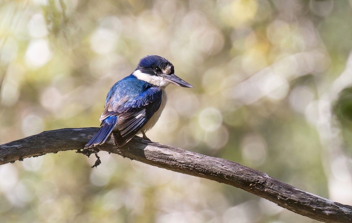 Forest Kingfisher - ML641915606