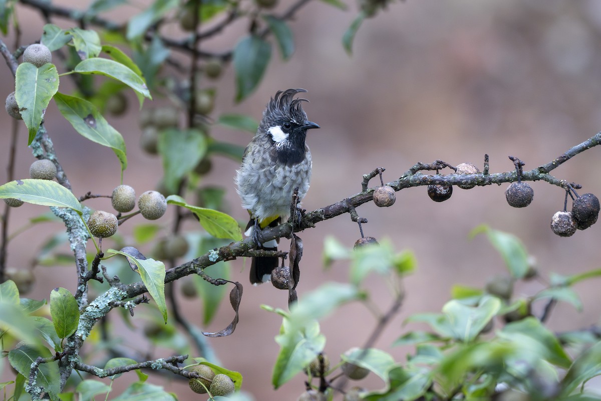 Himalayan Bulbul - ML641915610