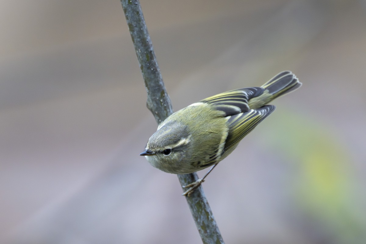 Hume's Warbler - ML641915635