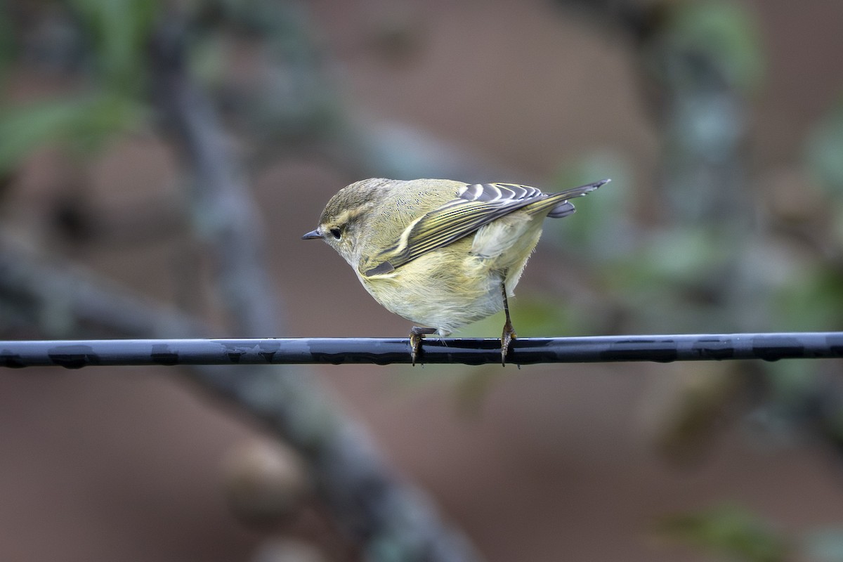Hume's Warbler - ML641915636