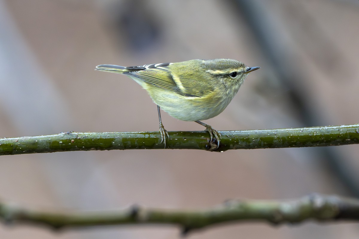 Hume's Warbler - ML641915637