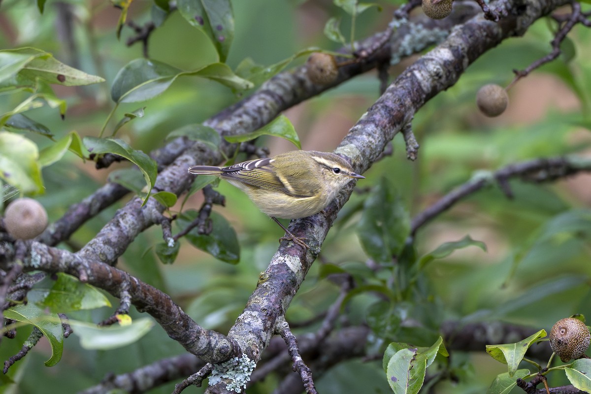 Hume's Warbler - ML641915638