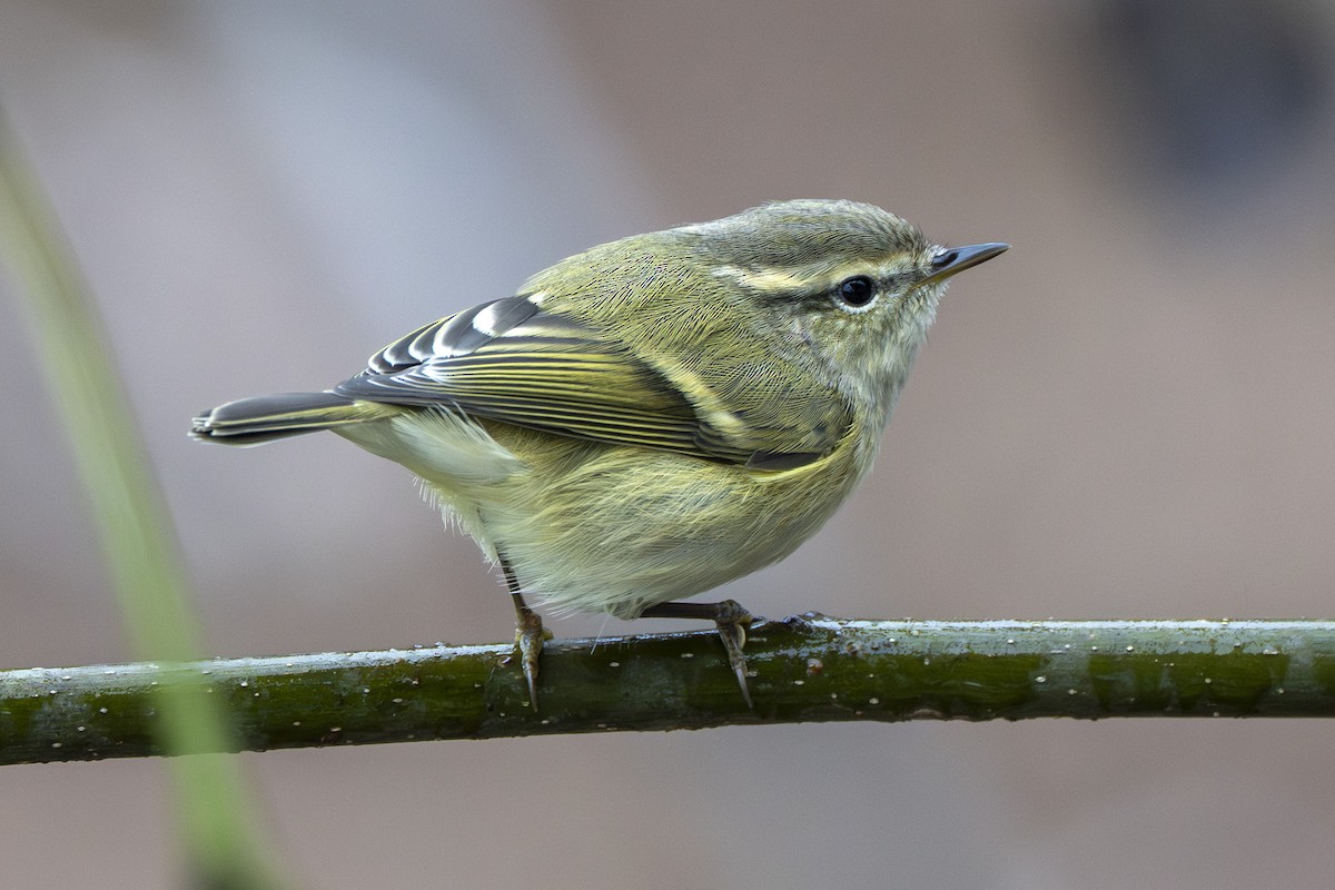 Hume's Warbler - ML641915639