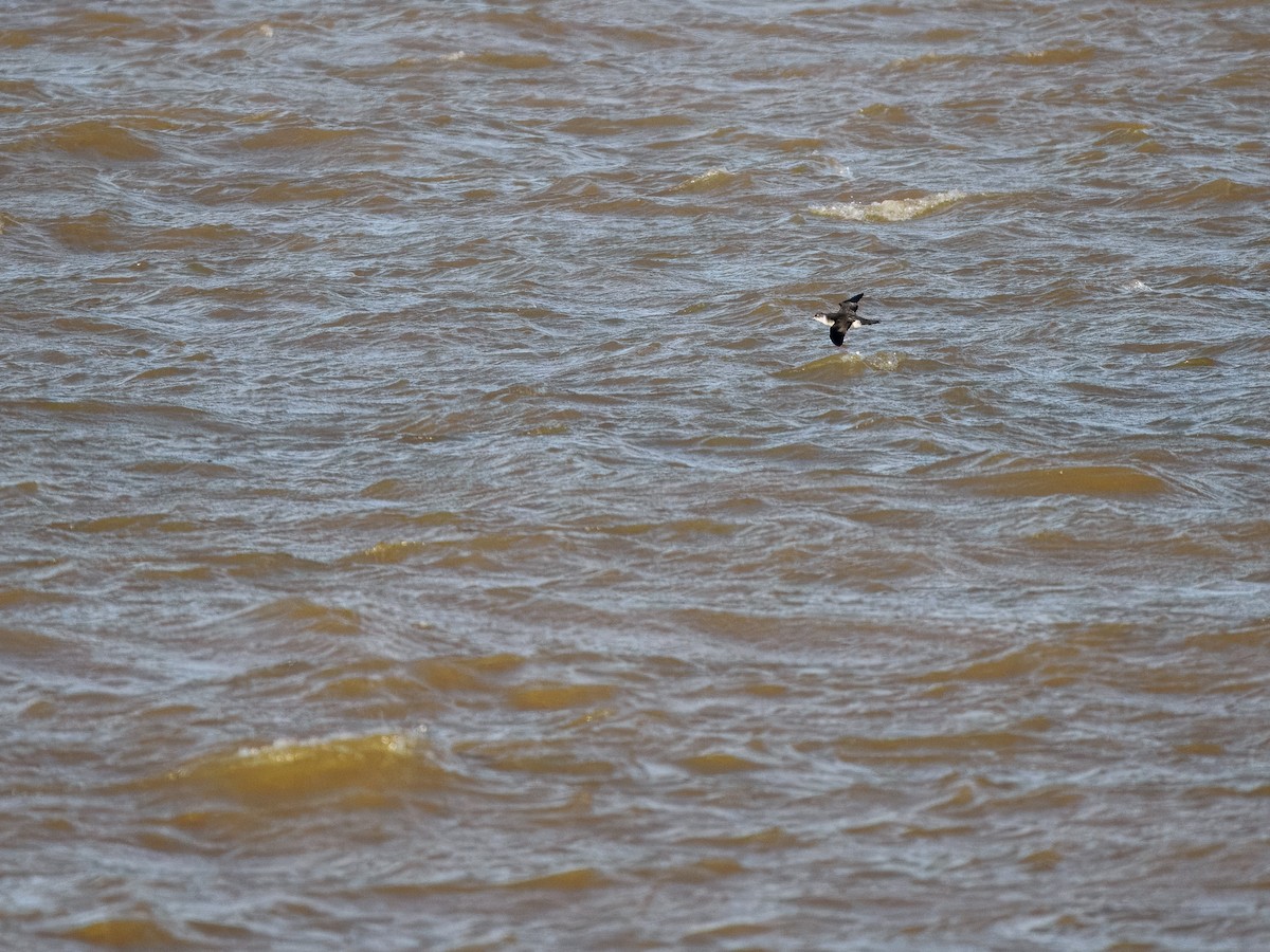 Manx Shearwater - ML641915675