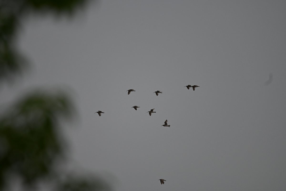 Eurasian Whimbrel - ML641915702