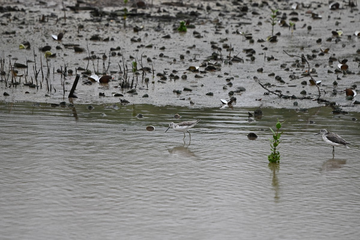 Common Greenshank - ML641915712
