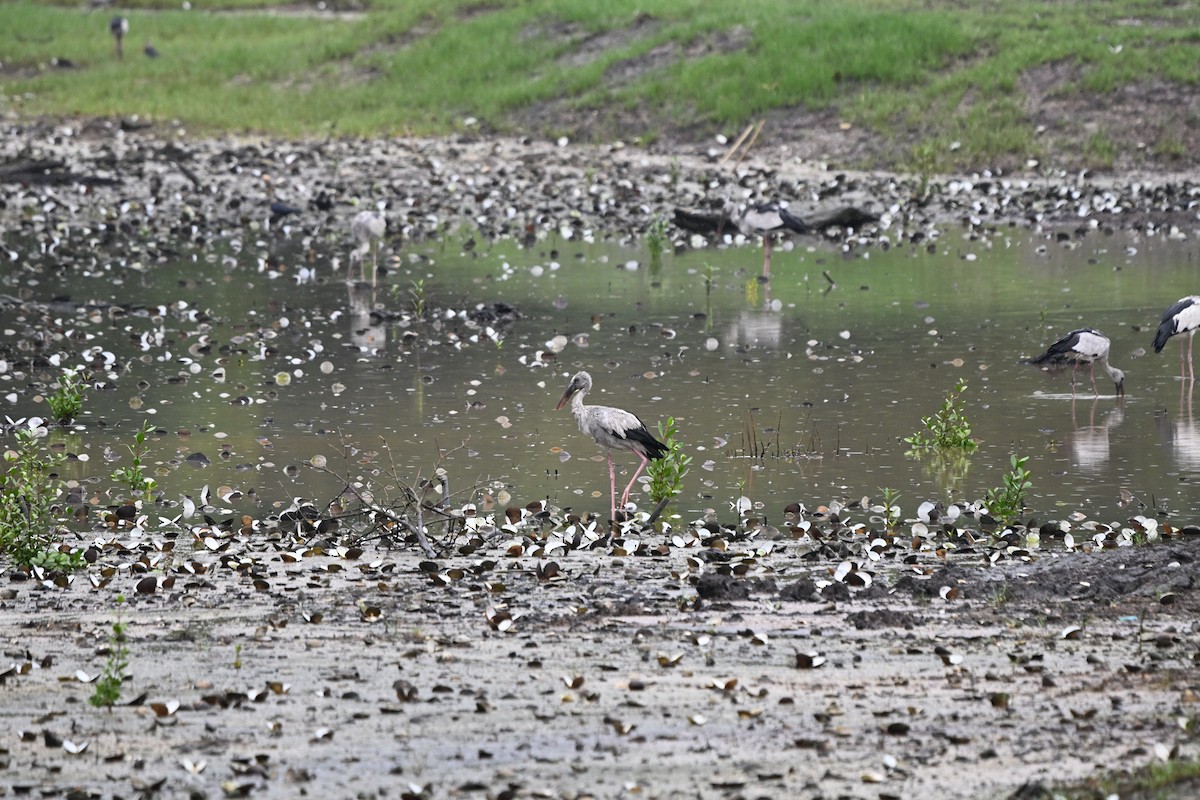 Asian Openbill - ML641915716