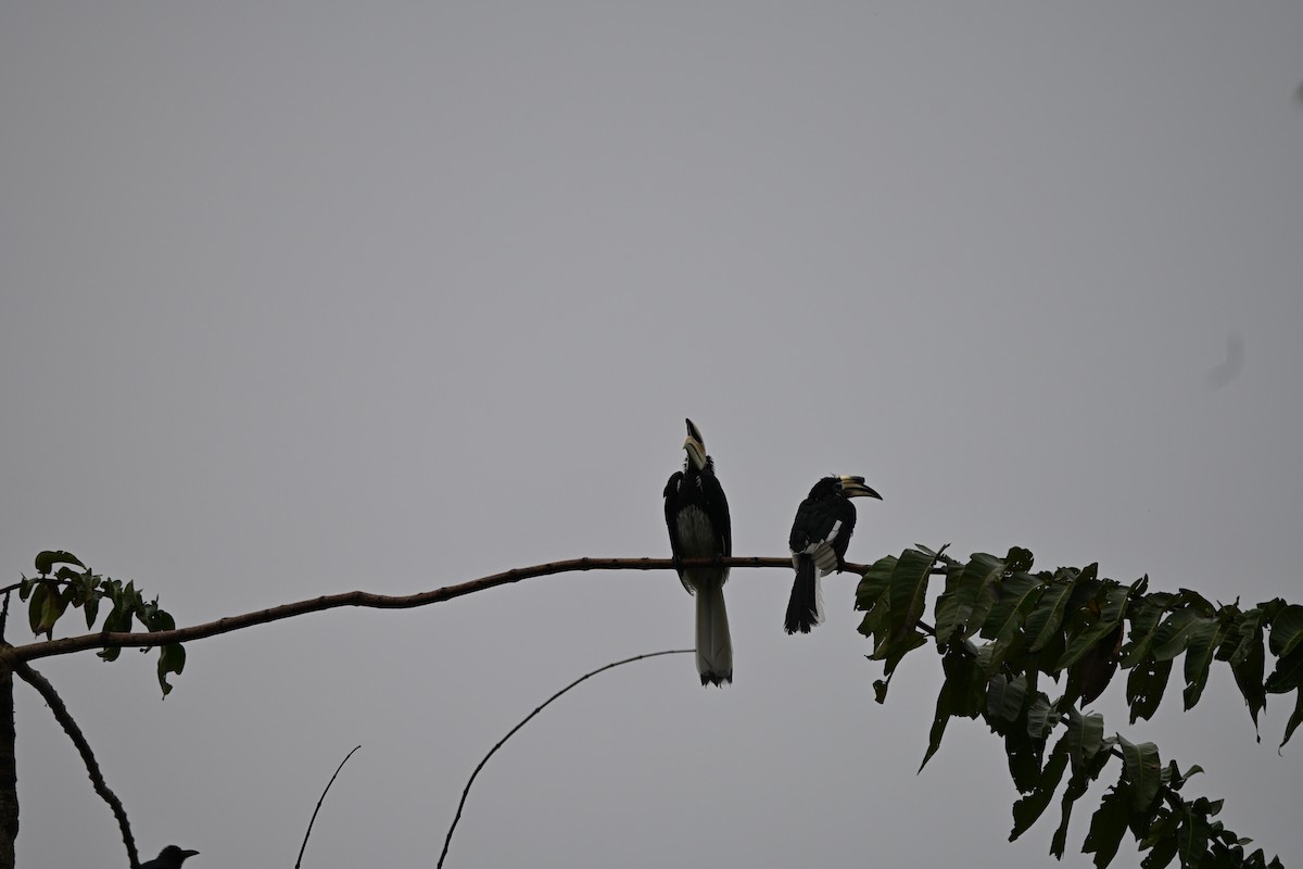 Oriental Pied-Hornbill - ML641915722