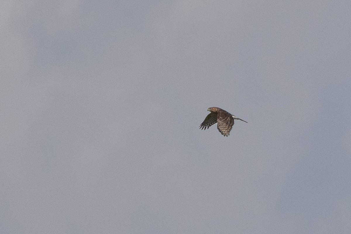 Broad-winged Hawk - ML641915732