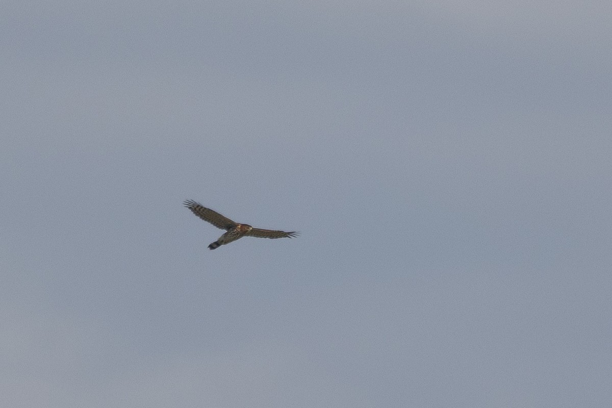 Broad-winged Hawk - ML641915733