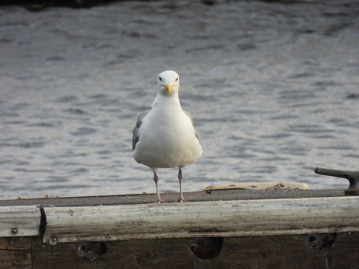 Glaucous-winged Gull - ML641915742