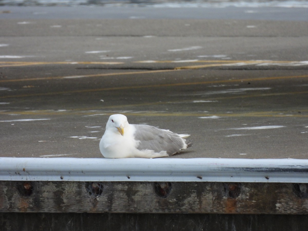 Glaucous-winged Gull - ML641915743
