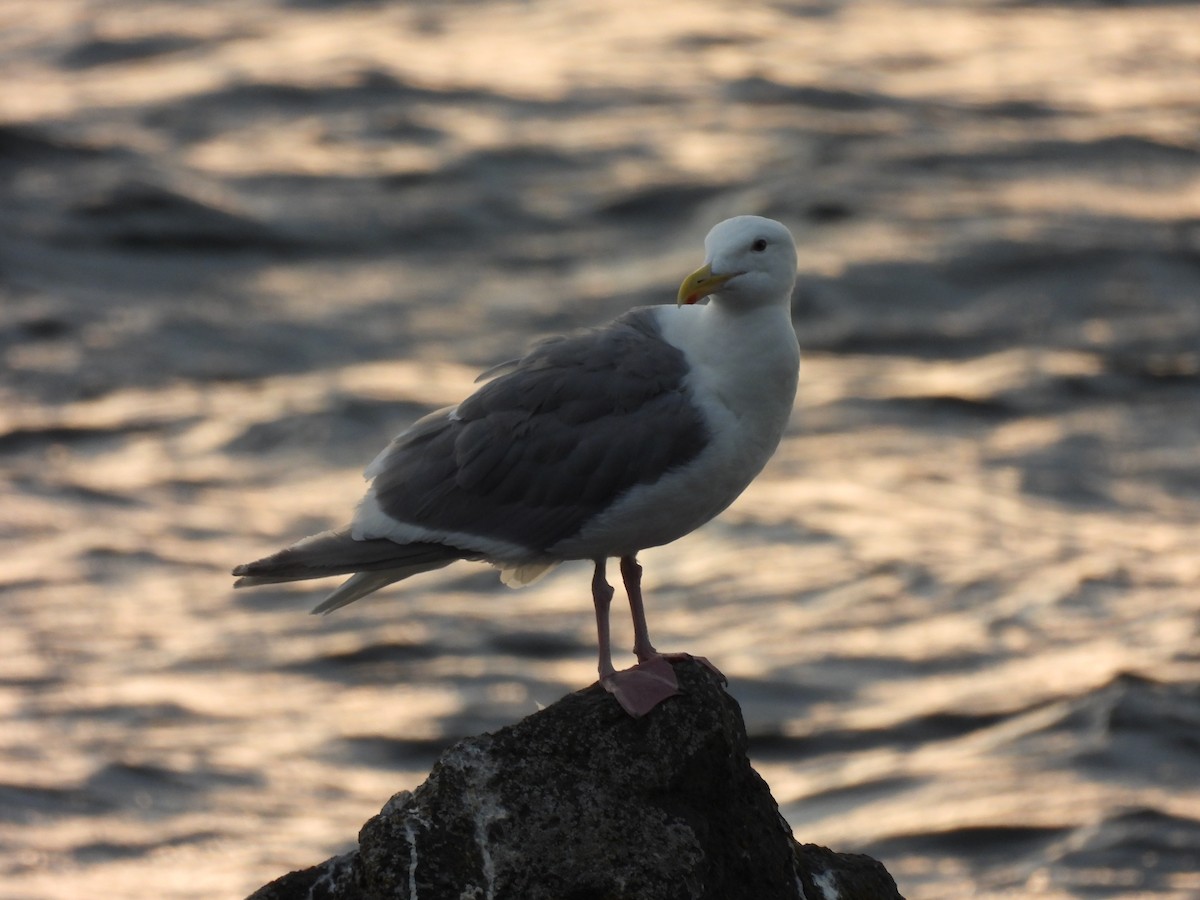 Glaucous-winged Gull - ML641915744