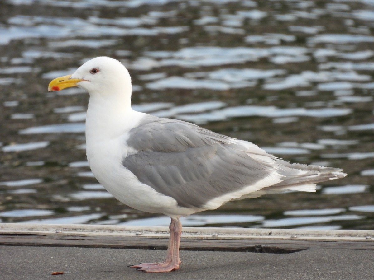 Glaucous-winged Gull - ML641915745