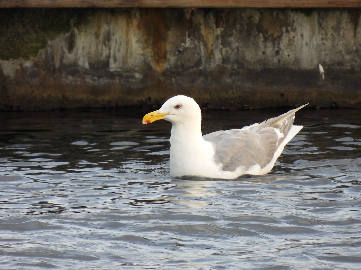 Glaucous-winged Gull - ML641915746