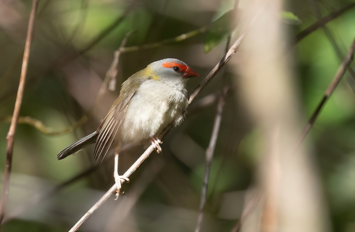 Red-browed Firetail - ML641915747