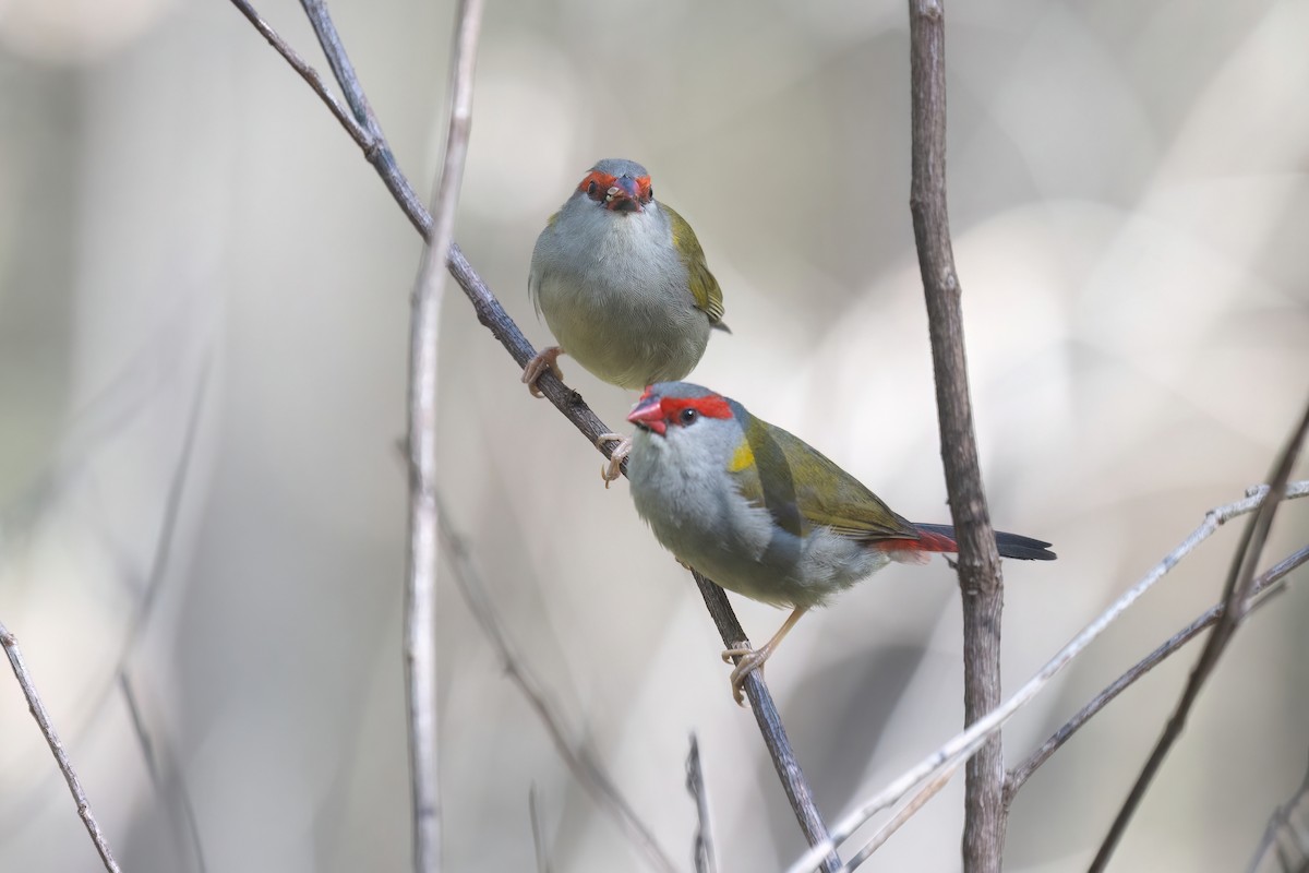 Red-browed Firetail - ML641915748