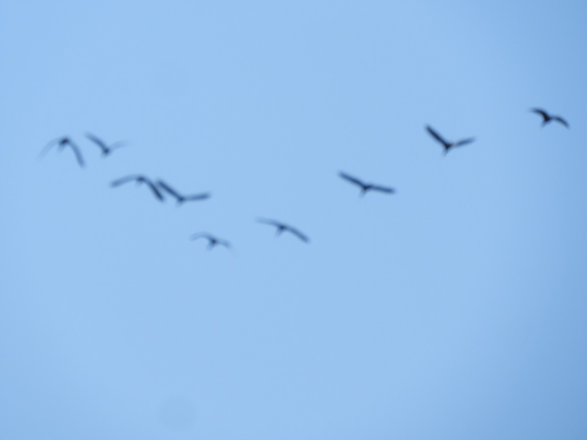 Bare-faced Ibis - ML641915749