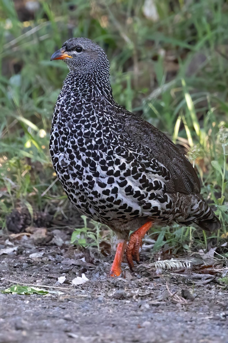 Hildebrandt's Spurfowl - ML641915750