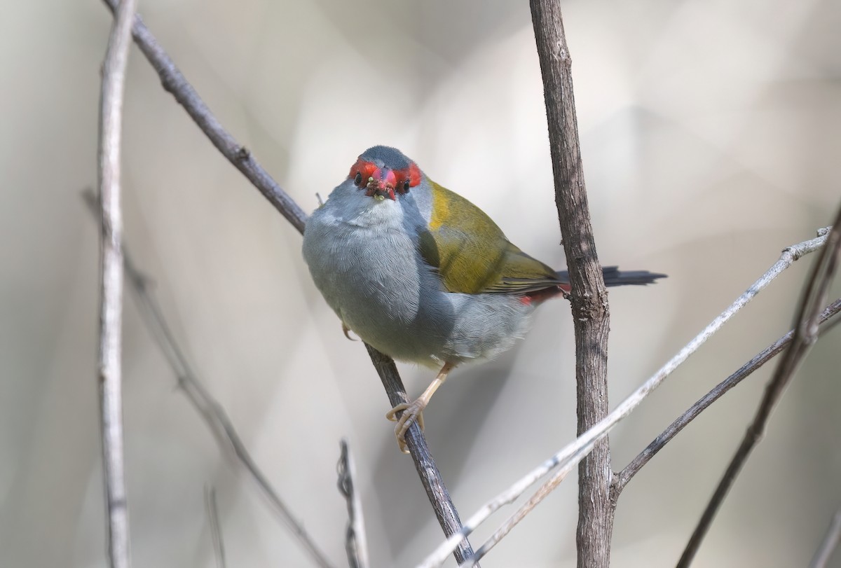 Red-browed Firetail - ML641915751
