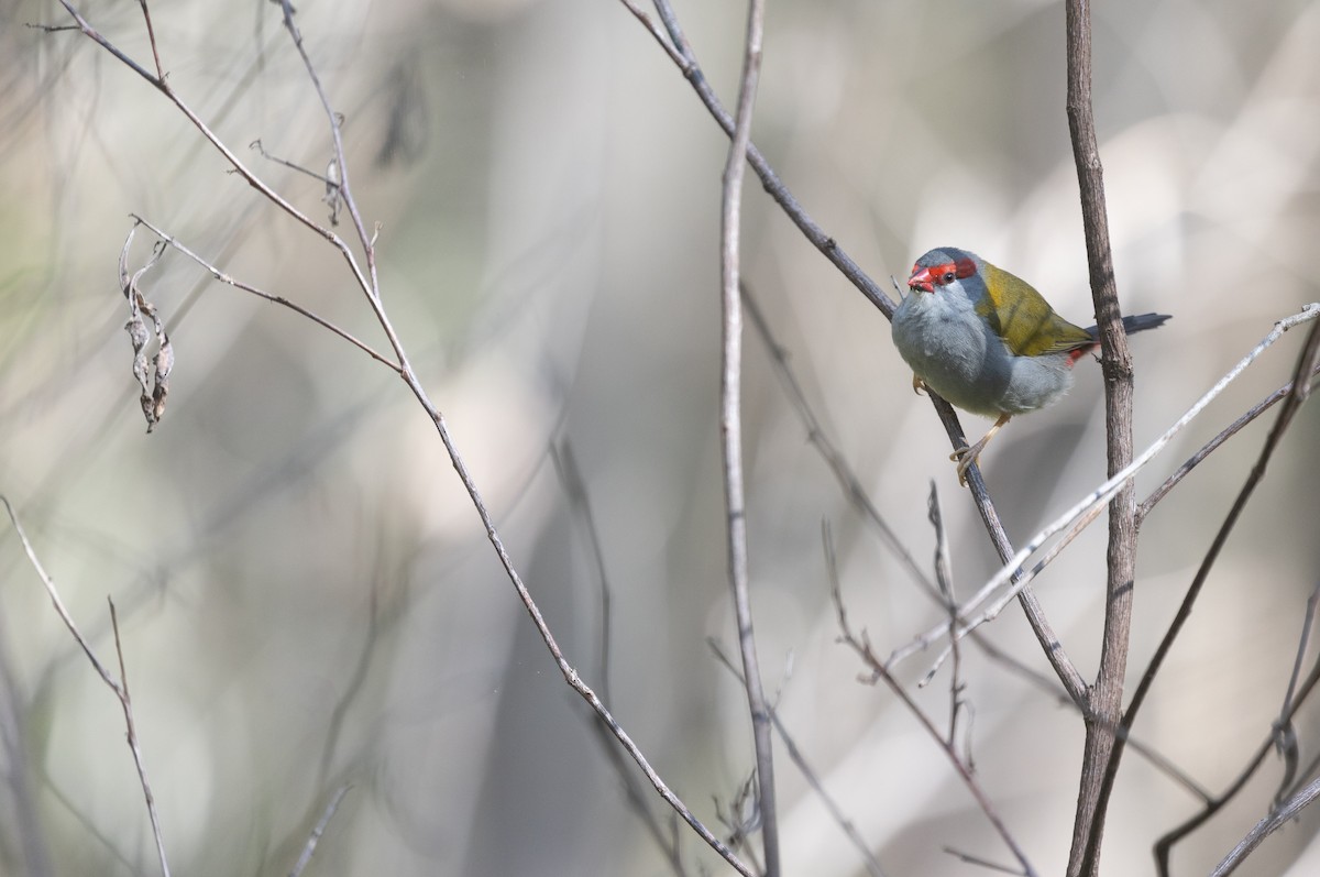 Red-browed Firetail - ML641915752