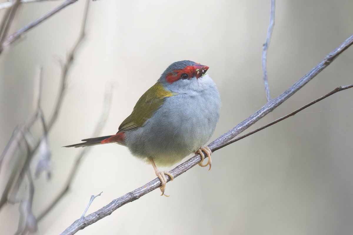 Red-browed Firetail - ML641915756