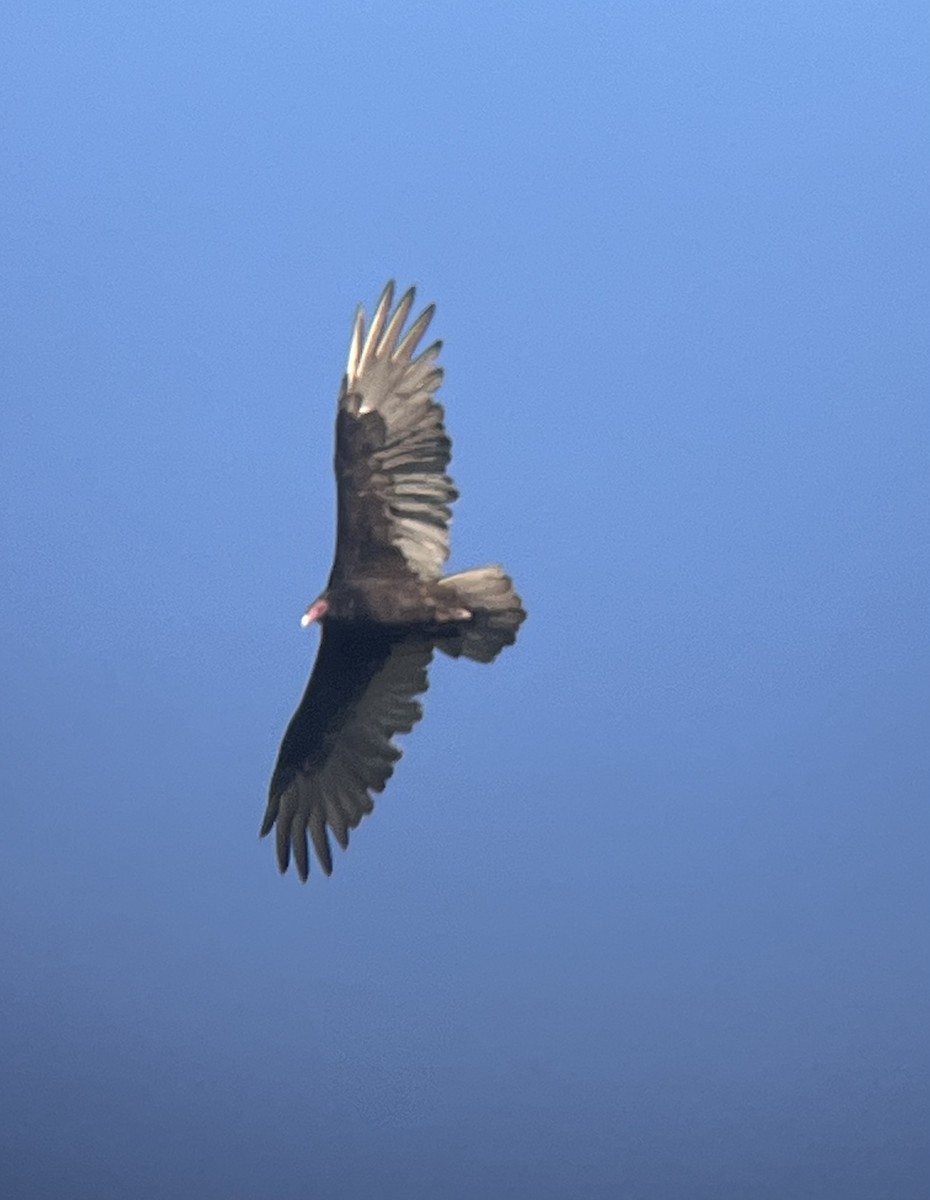 Turkey Vulture - ML641915775