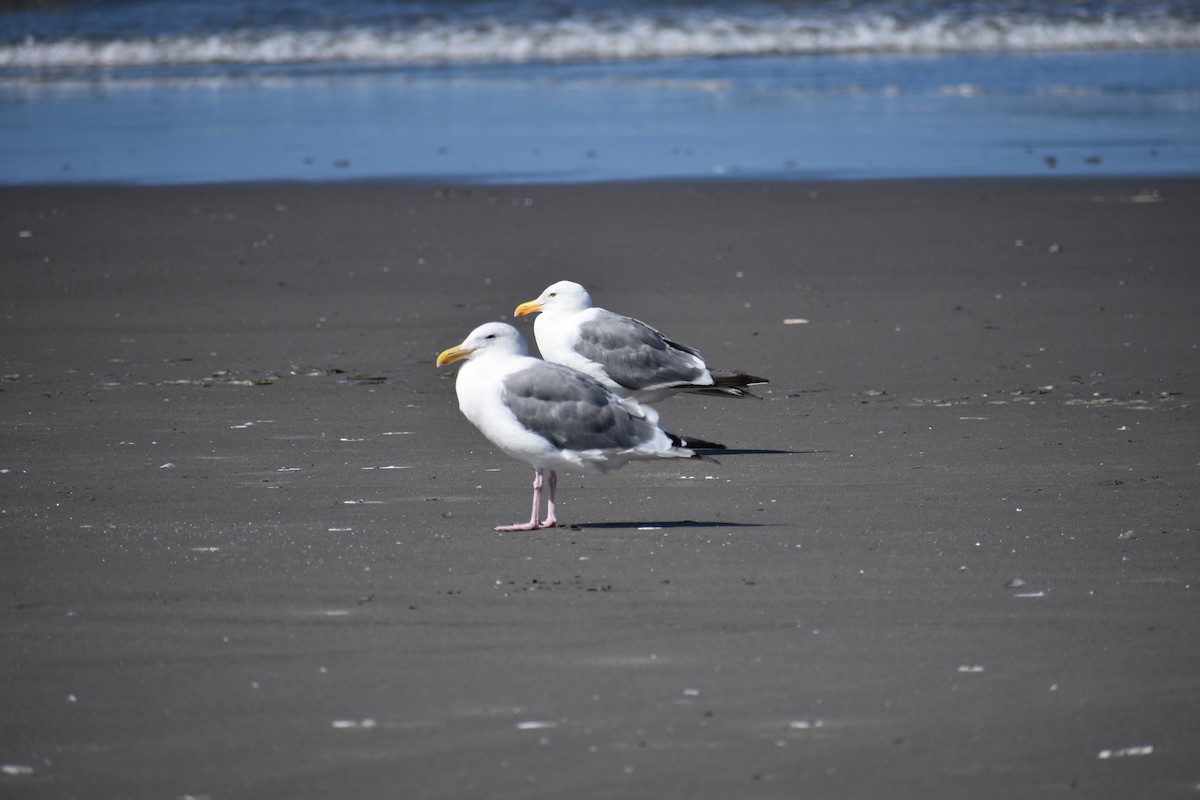 Goéland d'Audubon - ML641915796