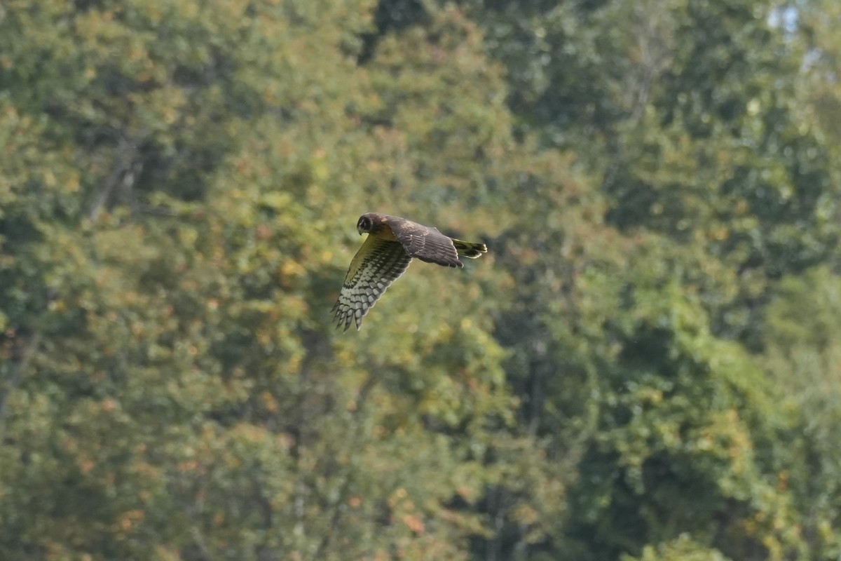 Northern Harrier - ML641915801