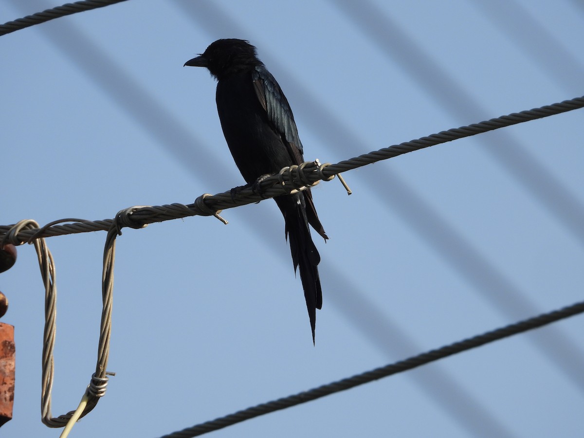 Black Drongo - ML641915802