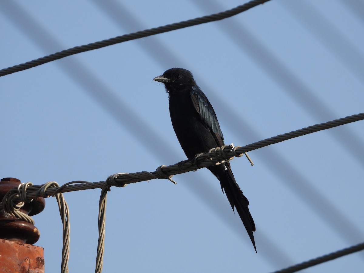 Black Drongo - ML641915803