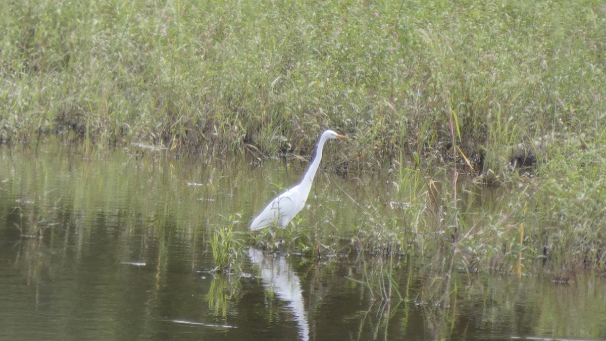 Medium Egret - ML641915804