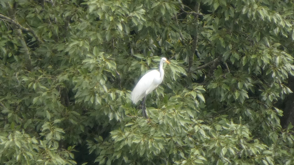 Medium Egret - ML641915805