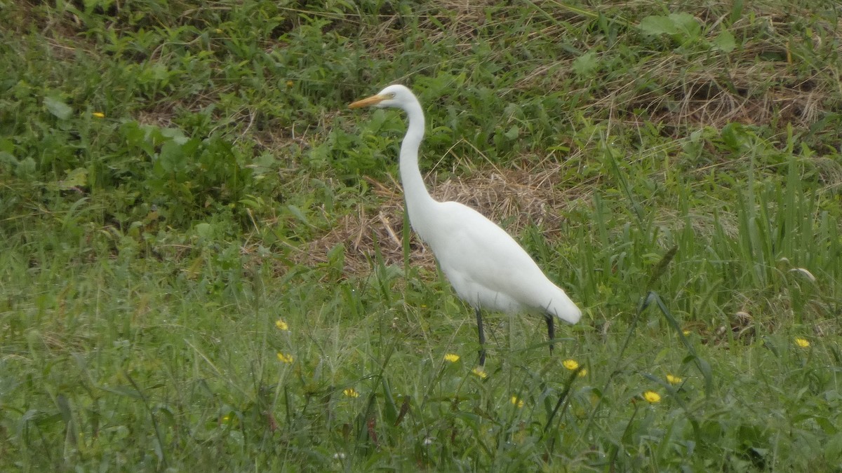 Medium Egret - ML641915806