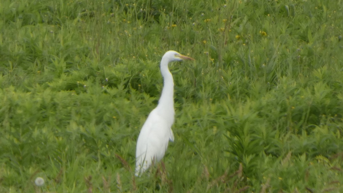 Medium Egret - ML641915807