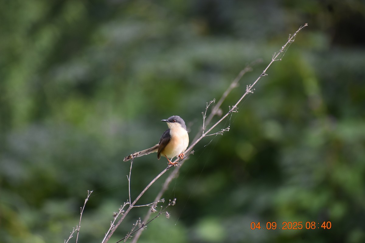 Ashy Prinia - ML641915808