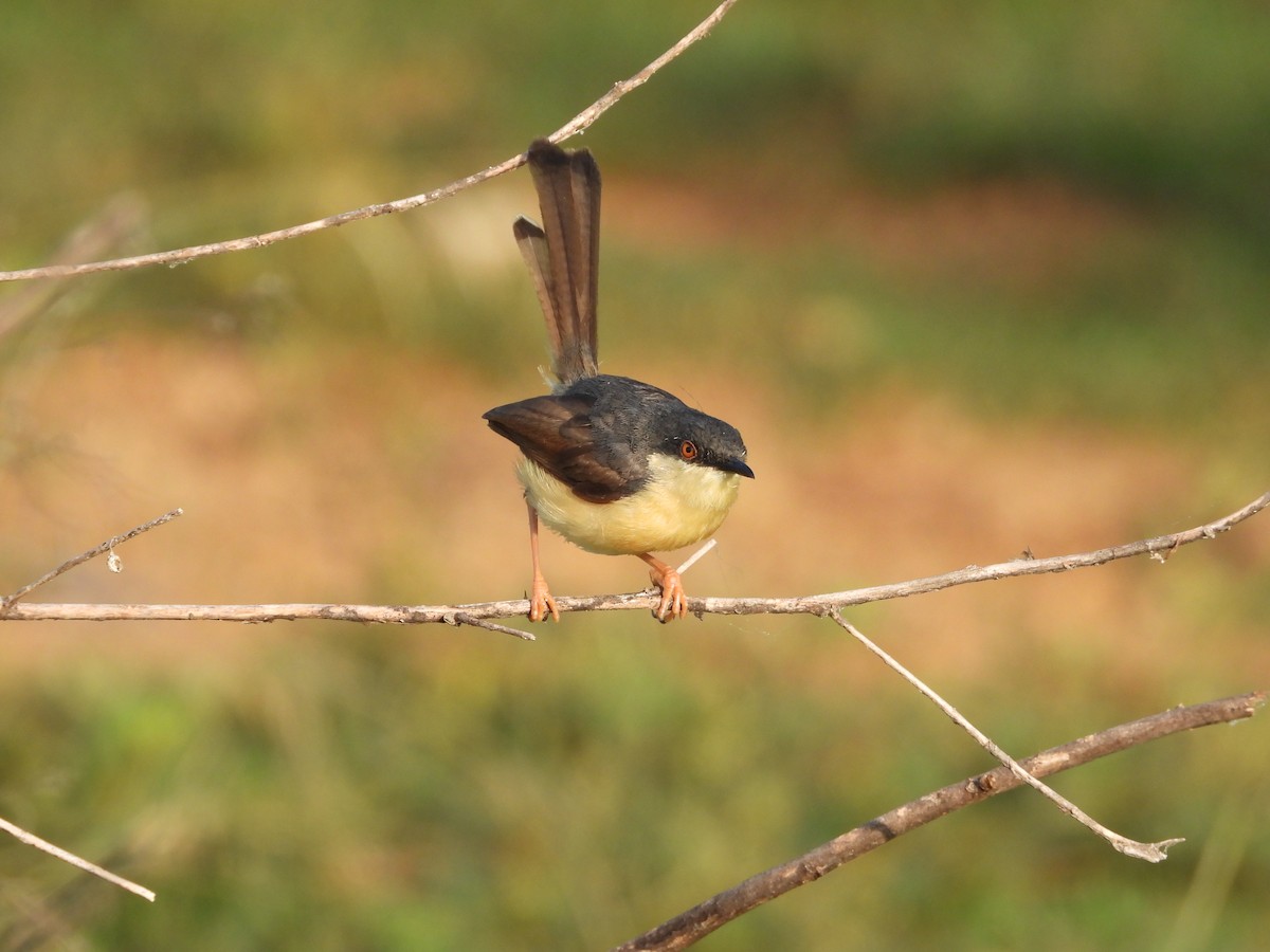 Ashy Prinia - ML641915820