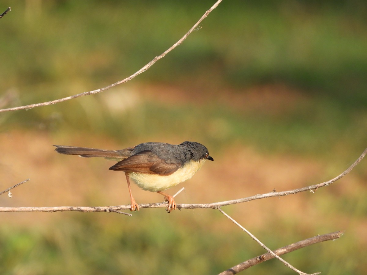 Ashy Prinia - ML641915821