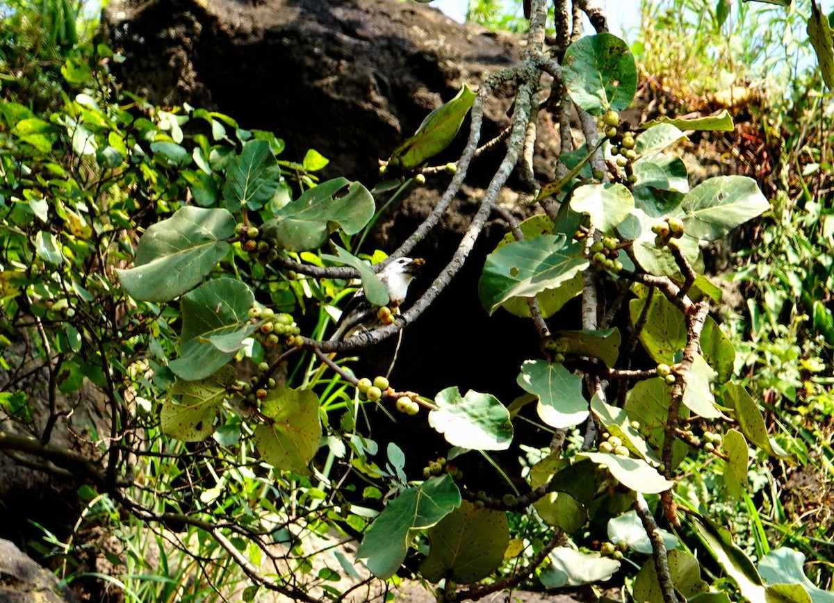 White-headed Barbet (White-headed) - ML641915828