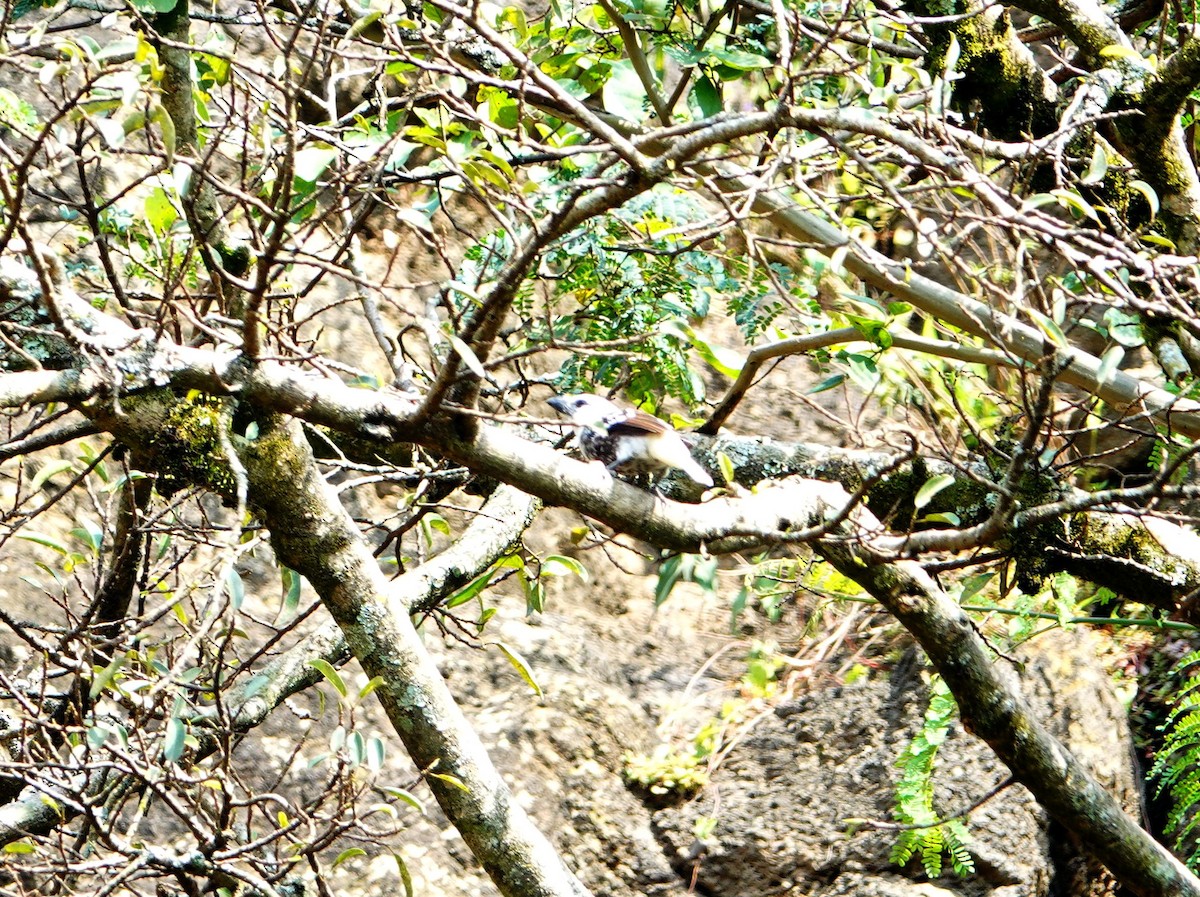 White-headed Barbet (White-headed) - ML641915829