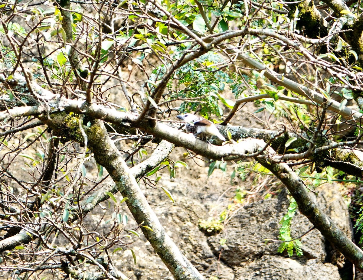 White-headed Barbet (White-headed) - ML641915830